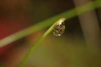 /album/makro/img-8251-jpg/