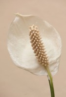 /album/ro%c5%9bliny/img-3421-jpg/