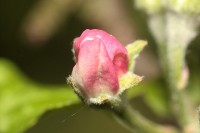 /album/ro%c5%9bliny/img-4794-jpg/