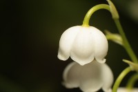 /album/ro%c5%9bliny/img-5226-jpg/