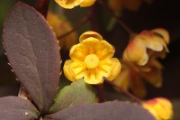 /album/ro%c5%9bliny/img-5185-jpg/