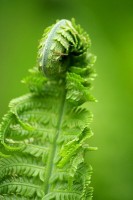 /album/ro%c5%9bliny/img-9307-jpg1/