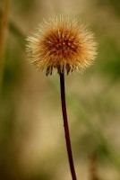 /album/ro%c5%9bliny/img-0818-jpg2/