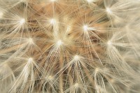 /album/ro%c5%9bliny/img-5231-jpg/