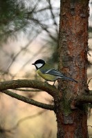 /album/ptaki/img-5424-jpg/