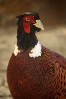 /album/ptaki/img-5440-jpg/